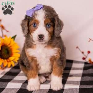 Gracie, Mini Bernedoodle Puppy